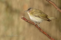 Red-Eyed Vireo 05.16.14
