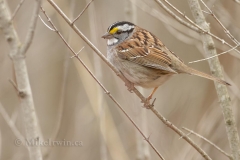 White Throated Sparrow 05.04.14