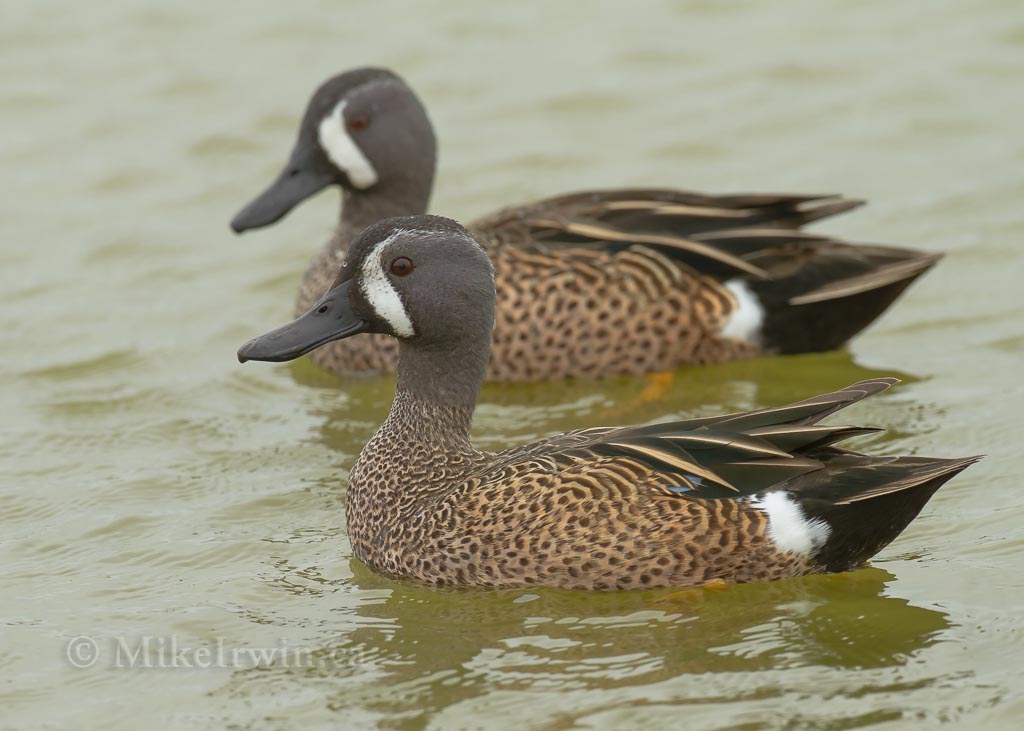Blue_Winged_Teal_03_23_14