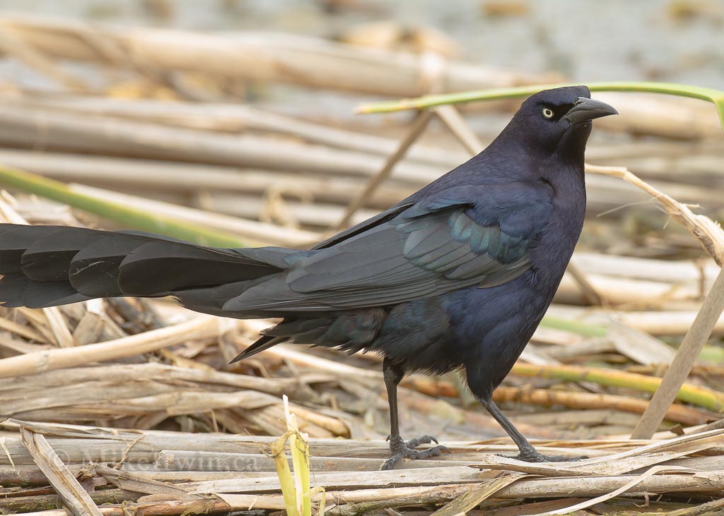 Great_Tailed_Grackle_03_23_14