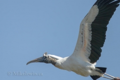 Wood Stork 021415
